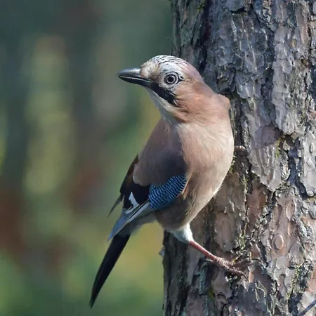Boshuis Turquoise / smaakvol genieten op de Veluwe-3